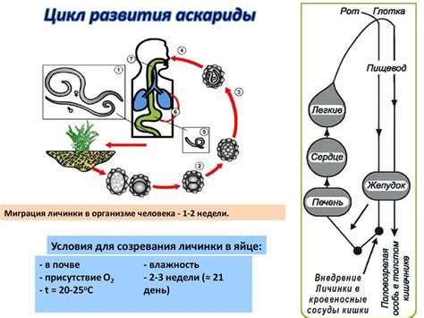 Клеточные миграции в организме