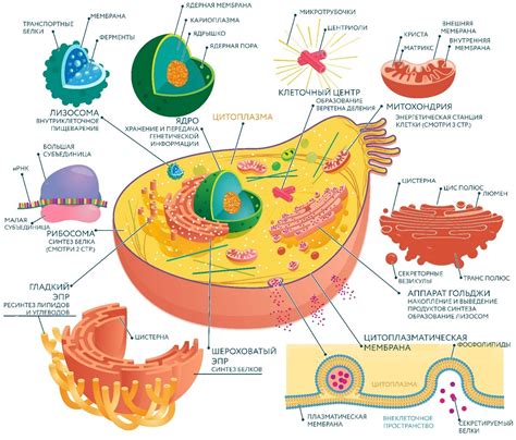 Клеточные органоиды и их роль