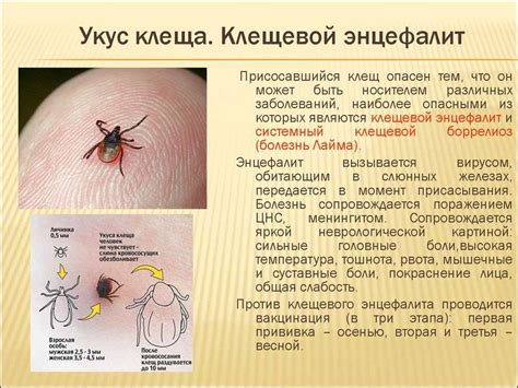 Клещевой энцефалит: симптомы и последствия