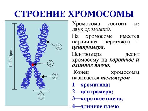 Количественная характеристика хромосом в клетке