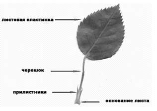 Количественные характеристики растений