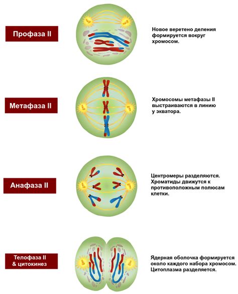 Количество делений и хромосомы