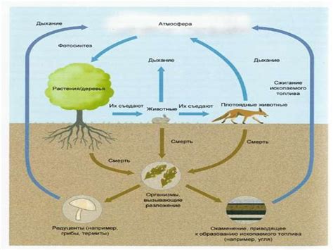 Кольцевое движение органических веществ в природе