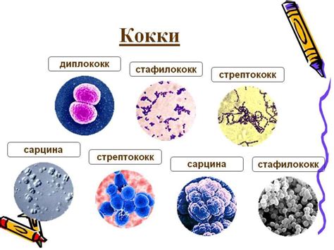 Комедоны, акарарии и микроорганизмы