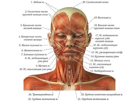 Комплексные тренировки для развития скулов и других мышц лица