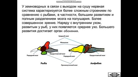 Комплексный нервный аппарат