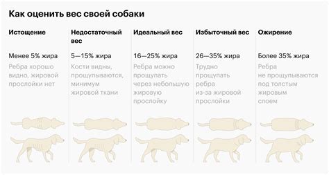 Кондиционные особенности некоторых пород