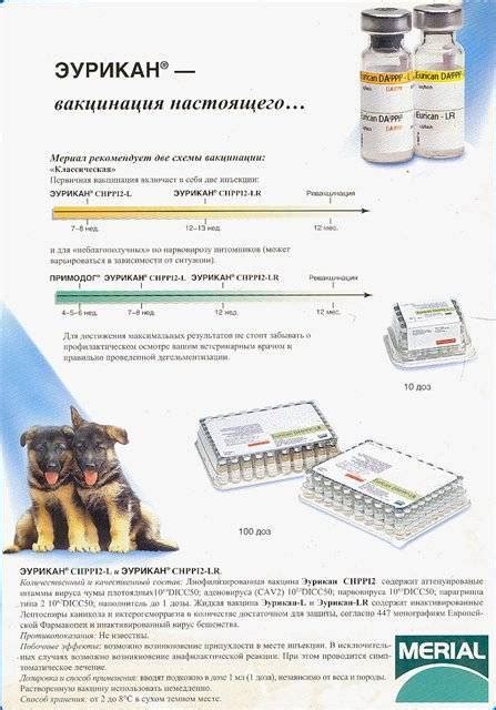 Консультация ветеринара и прививка Эурикан: рекомендации владельцам собак