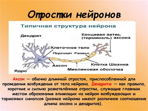 Контакты между нервными клетками