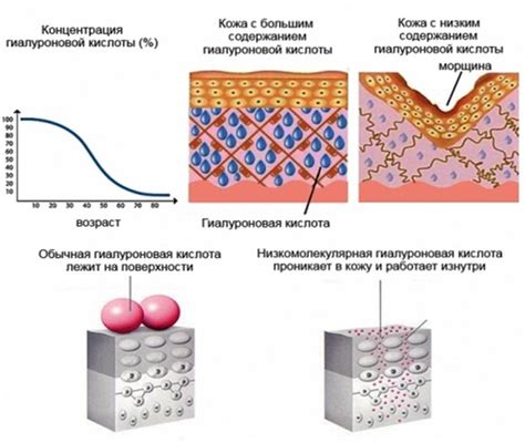 Концентрация гиалуроновой кислоты