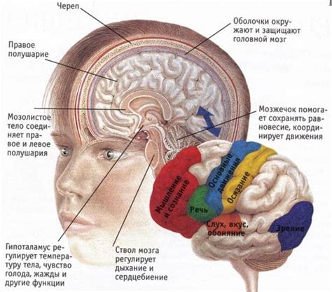 Кора головного мозга: анатомическая структура