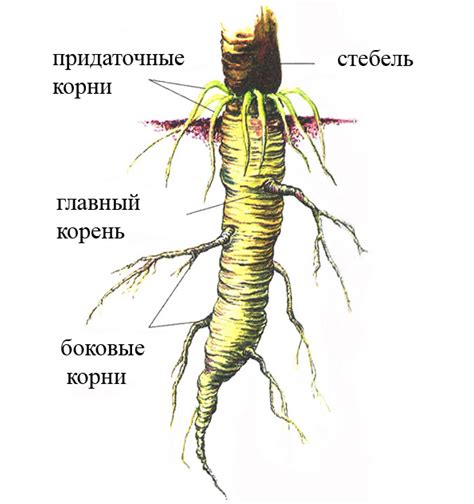 Корень, ствол и ветви