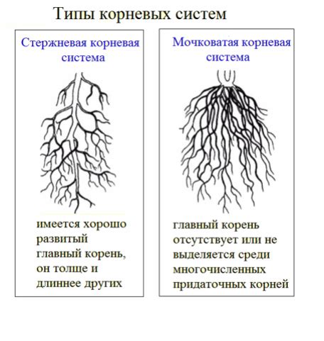 Корень: виды и их особенности