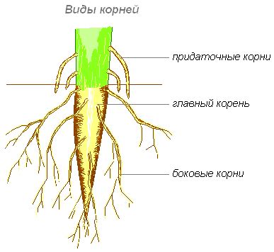 Корень как основа поддержки растения