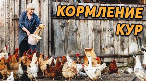 Кормление кур