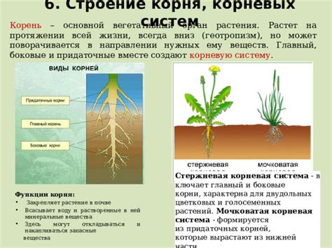 Корневая система: основной орган поглощения веществ и укрепления растений