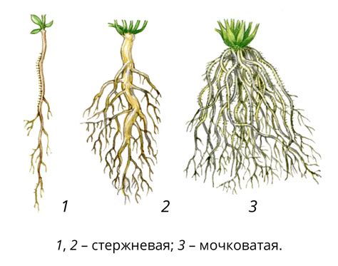 Корневая система и удержание почвы