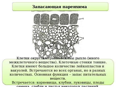 Корневища и клубни: питательный запас в почве