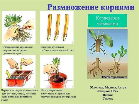 Корневое размножение: методы и применение