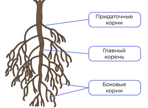 Корни