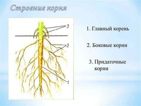 Корни травы: строение и функции