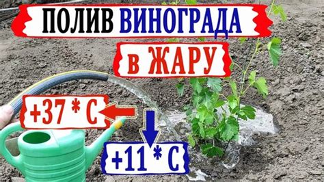 Корректная температура воды для полива