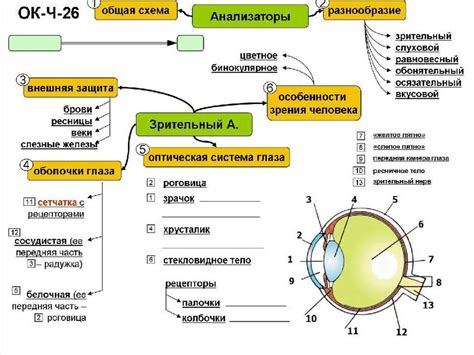 Корректный зрительный акцент: