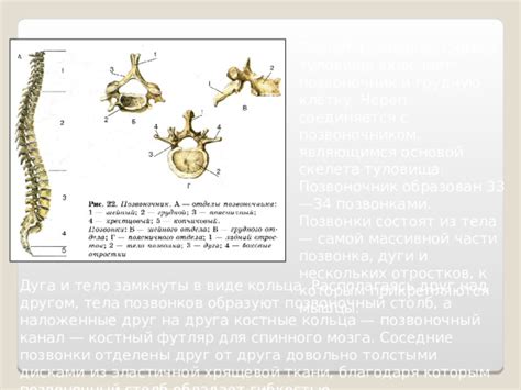 Костный череп и позвоночник