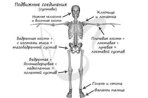 Костюм скелета: суставы и соединения