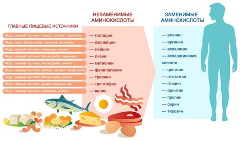 Красный белок: суть и происхождение