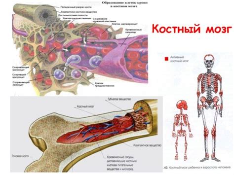 Красный костный мозг и его основные функции