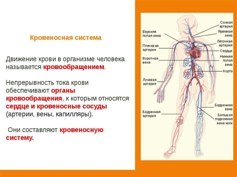 Кровеносная система: определение и значение в организме