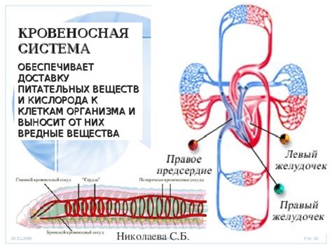 Кровеносная система: поставщик кислорода и питательных веществ