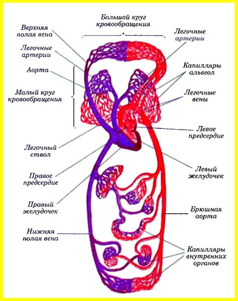 Кровообращение