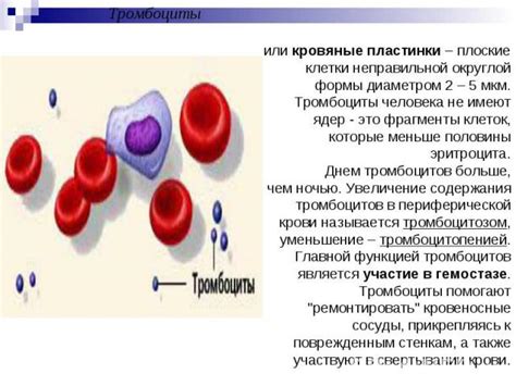 Кровь: жизненно важная жидкость кровеносной системы