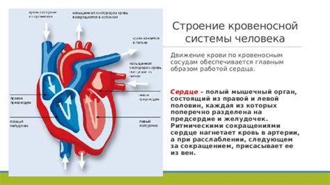 Кровь: основный составляющий орган