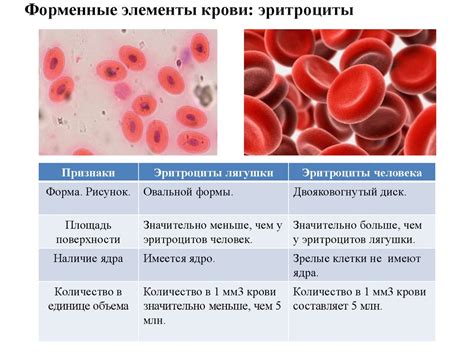 Кровь и ее значение