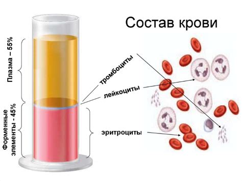 Кровь как причина вытекания жидкости