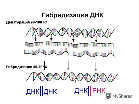 Кровь на AT к ДНК и личная идентификация