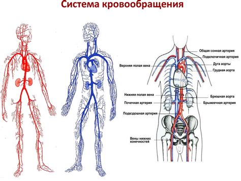 Круговое кровообращение