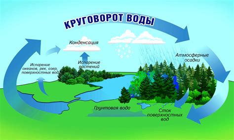 Круговорот воды в экосистеме: как это работает