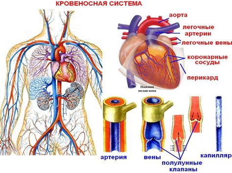 Крупные артерии и вены - важные составляющие кровеносной системы