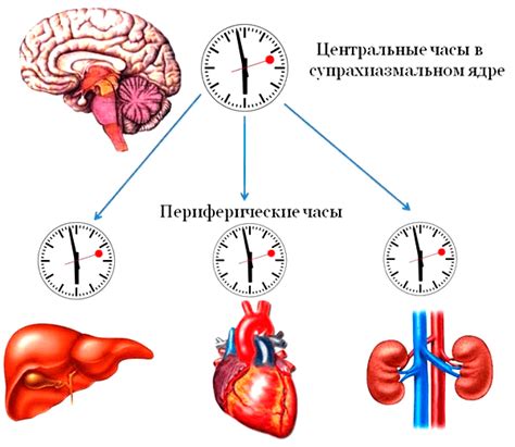 Кто отвечает за сердца