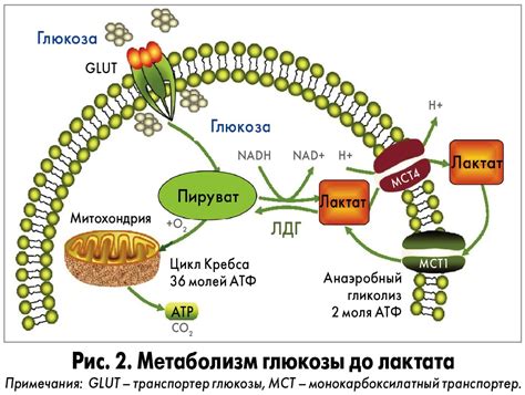 Лактатный метаболизм