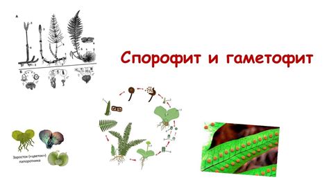 Ламинария: спорофит или гаметофит?