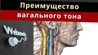 Легкий ветерок: приятные ощущения для физического и эмоционального благополучия