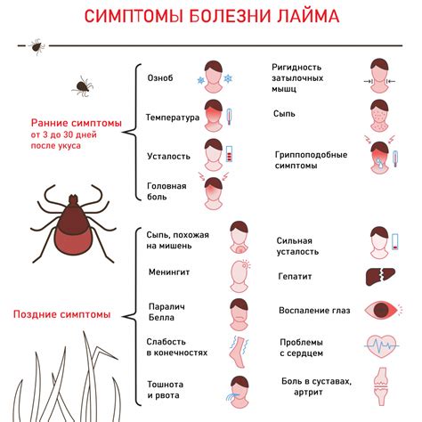 Лечение и профилактика болезни лайма