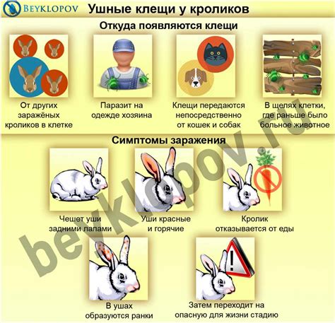 Лечение ушного клеща у кролика