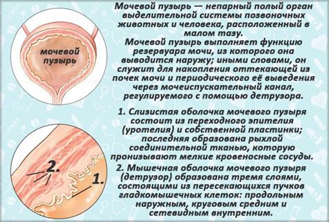 Лечение эпицистостомы мочевого пузыря у мужчин