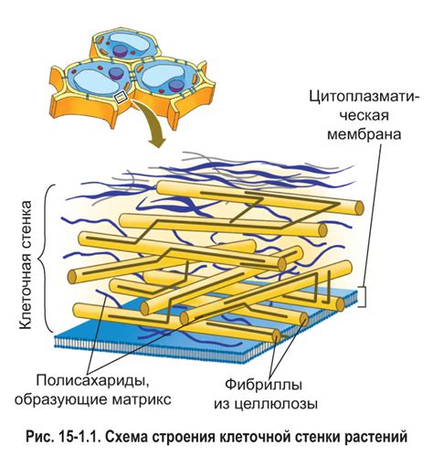 Лигнин и его роль в клеточной стенке